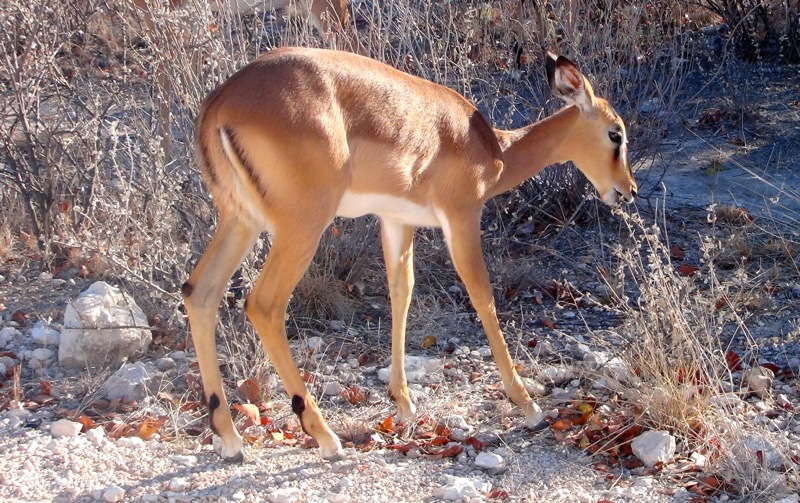 Impala Antilope knabbert Blätter